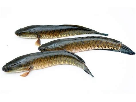 Korameenu in English .